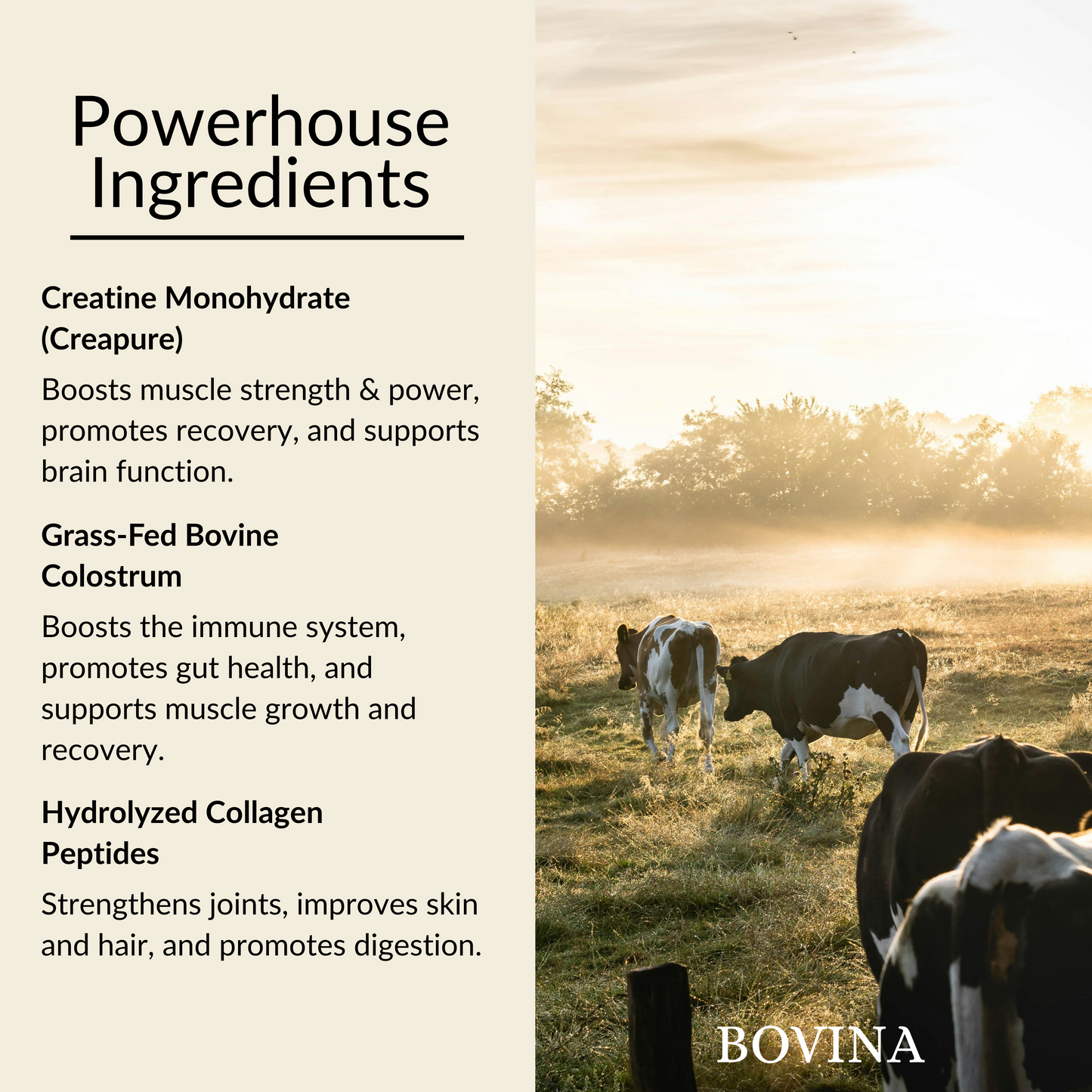 BOVINA 3-in-1 Powerhouse Blend